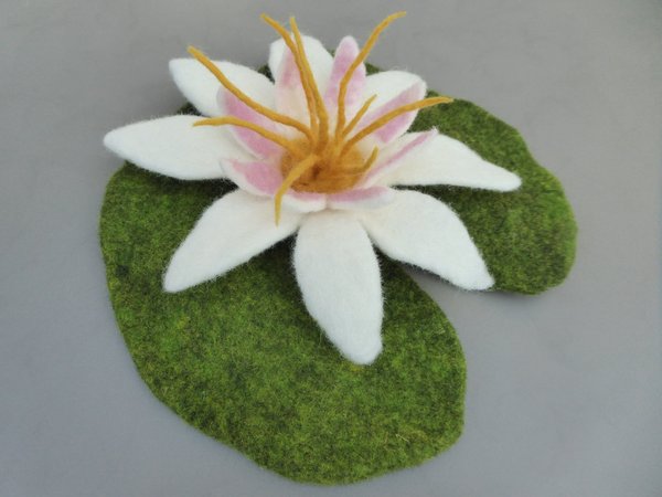Blume Blüte Seerose