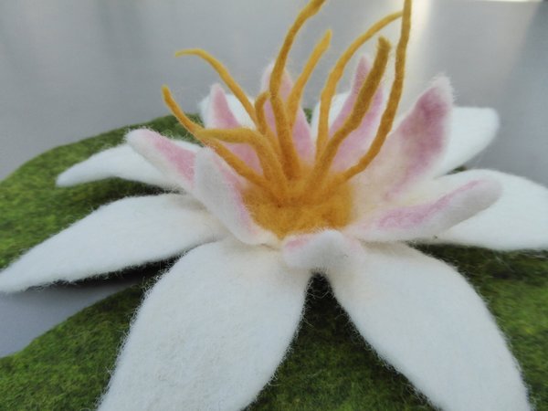 Blume Blüte Seerose